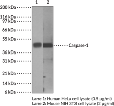 Caspase-1 Monoclonal Antibody (Clone 14F468) (IL-1β Converting Enzyme)