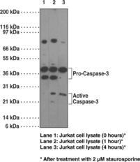 Caspase-3 Monoclonal Antibody (Clone 31A893) (Apopain, CPP32, ICE3, Yama)