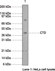 Caspase-9 (carboxy-terminal divergent) Polyclonal Antibody (CTD)