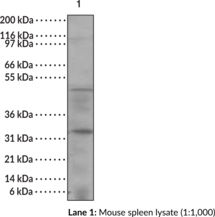 Caspase-14 Monoclonal Antibody (Clone 70A1426) (CASP-14, MICE, Mini-interleukin-1 Converting Enzyme)