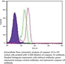 Caspase-14 Monoclonal Antibody (Clone 70A1426)
