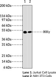 IKKγ Monoclonal Antibody (Clone 72C627) (IKK3, NEMO, NF-κB Essential Modulator)