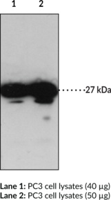 GPR31 (C-Term) Polyclonal Antibody