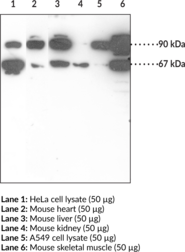 Nrf2 (N-Term) Polyclonal Antibody