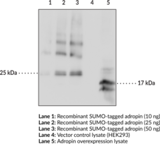 Adropin Monoclonal Antibody (Clone CC1133F5)