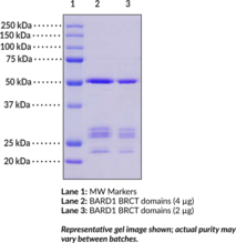 BARD1 BRCT domains (human, recombinant) (BRCA1-Associated RING Domain Protein 1)