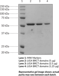 LIG4 BRCT domains (human, recombinant) (DNA Ligase 4, Polydeoxyribonucleotide Synthase [ATP] 4)