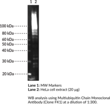 Multiubiquitin Chain Monoclonal Antibody (Clone FK1)