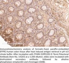 FFAR4 (GPR120) (C-Term) Polyclonal Antibody