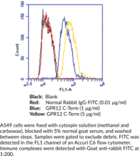 GPR12 (C-Term) Polyclonal Antibody (G Protein-Coupled Receptor 12)