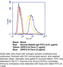 GPR12 (N-Term) Polyclonal Antibody (G Protein-Coupled Receptor 12)
