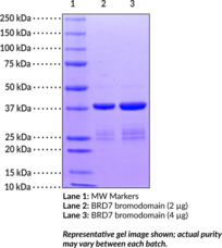 BRD7 bromodomain (human, recombinant) (Bromodomain containing protein 7, Protein CELTIX-1)