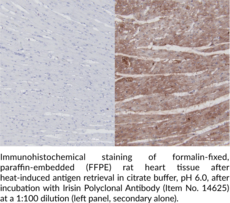 Irisin Polyclonal Antibody