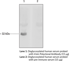 Irisin Polyclonal Antibody