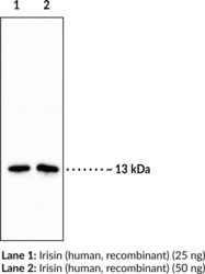 Irisin Polyclonal Antibody