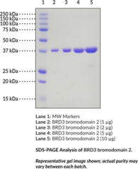BRD3 bromodomain 2 (human, recombinant) (Bromodomain containing protein 3, ORFX, RING3L, RING3-like protein)