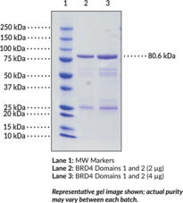 BRD4 bromodomain 1 (human, recombinant; GST-tagged) (BRD4 BD1