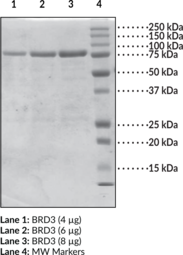 BRD3 bromodomains 1 and 2 (human, recombinant) (Bromodomain containing protein 3, ORFX, RING3L, RING3-like protein)