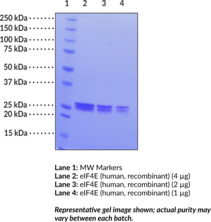 eIF4E (human, recombinant) (Eukaryotic Translation Initiation Factor 4E, mRNA Cap-binding Protein)