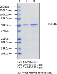 eIF4E (human recombinant; GST-tagged) (Eukaryotic Translation Initiation Factor 4E, mRNA Cap-binding Protein)