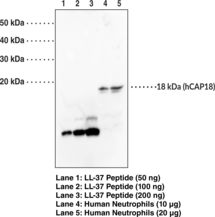 LL-37 Polyclonal Antibody (Antibacterial Protein LL-37)
