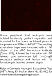 Myeloperoxidase Monoclonal Antibody (Clone 2C8) (MPO)