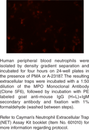 Myeloperoxidase Monoclonal Antibody (Clone 5F6) (MPO)