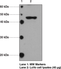 FFAR3 (GPR41) (C-Term) Polyclonal Antibody (Free Fatty Acid Receptor 3, G Protein-Coupled Receptor 41)