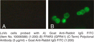 FFAR3 (GPR41) (C-Term) Polyclonal Antibody