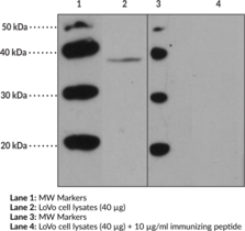 FFAR2 (GPR43) (Internal) Polyclonal Antibody (Free Fatty Acid Receptor 2, G Protein-Coupled Receptor 43)