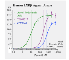 Human Liver X Receptor, Beta Reporter Assay System (LXRβ, NR1H2)