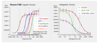 Human Estrogen Receptor Beta Reporter Assay System (ERβ, ESR2, NR3A2)
