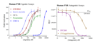 Human Farnesoid X Receptor Reporter Assay System