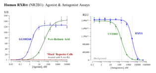 Human Retinoid X Receptor Alpha Reporter Assay System (NR2B1, RXRα, RXRA)