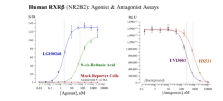 Human Retinoid X Receptor Beta Reporter Assay System