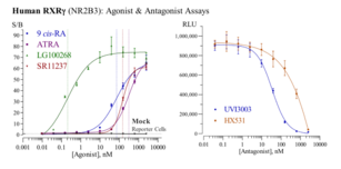 Human Retinoid X Receptor Gamma Reporter Assay System (NR2B3, RXRγ, RXRG)