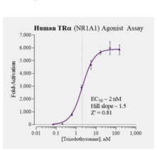 Human Thyroid Hormone Receptor Alpha Reporter Assay System (NR1A1, TRα)
