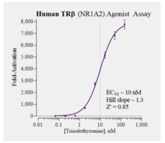 Human Thyroid Hormone Receptor Beta Reporter Assay System (NR1A2, TRβ)