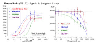 Human Retinoic Acid Receptor Panel