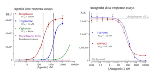 Mouse/Rat Peroxisome Proliferator-Activated Receptor Gamma Reporter Assay System (mrPPARy, NR1C3, PPARG)
