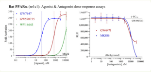 Rat Peroxisome Proliferator-Activated Receptor Alpha Reporter Assay System (NR1C1, PPARA, rPPARα)