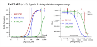 Rat Peroxisome Proliferator-Activated Receptor Delta Assay System (NR1C2, PPARD, rPPARβ, rPPARδ)