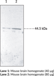 IP Receptor (mouse) Polyclonal Antibody (PGI2 Receptor, Prostacyclin Receptor, Prostaglandin I2 Receptor)