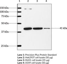 IP Receptor (mouse) Polyclonal Antibody