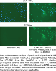 COX-2 (mouse) Polyclonal Antibody (aa 570-598)
