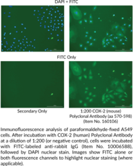 COX-2 (human) Polyclonal Antibody