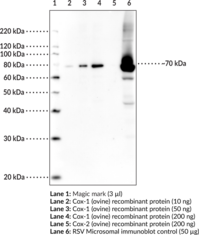 COX-1 (ovine) Polyclonal Antiserum (Cyclooxygenase 1, PGHS-1, Prostaglandin Endoperoxide Synthase 1, Prostaglandin G/H Synthase 1, Prostaglandin H2 Synthase 1)