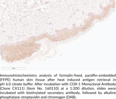 COX-1 Monoclonal Antibody (Clone CX111)