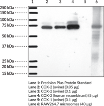 COX-2 (mouse) Polyclonal Antiserum (Cyclooxygenase 2, Prostaglandin H Synthase 2 (PGHS-2))