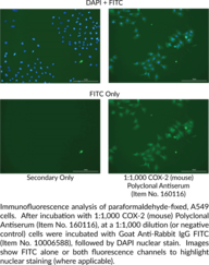 COX-2 (mouse) Polyclonal Antiserum